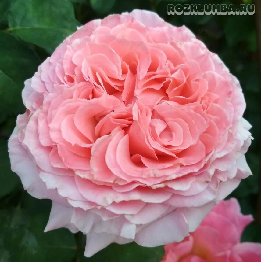 Index of /fr/rozyisad_2012/rozyisad07_2012
