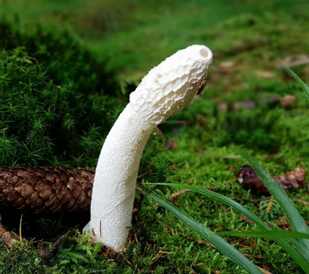 Mushroom Notebook. Micro penis