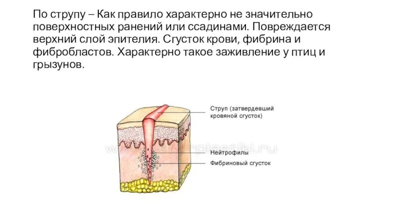 Количество фибрина после пореза. Заживление РАН по струпом. Стадии заживления ссадин.