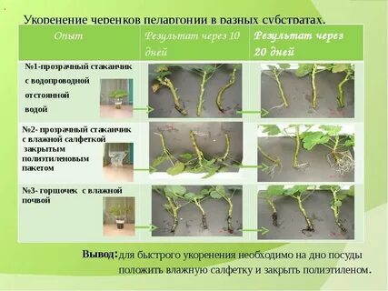 Сроки укоренения черенков