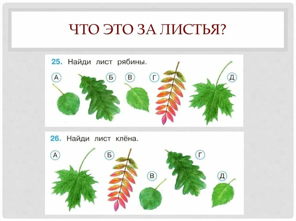 Нарисуй листья деревьев которые вы определили окружающий. Окружающий мир листья. листья деревьев 1 класс. листья окружающий мир 1 класс. что это за листья 1 класс окружающий мир.