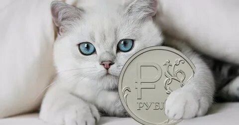 Котята за 1 рубль