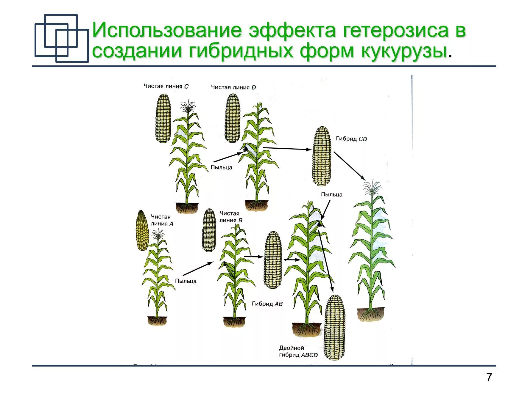 Родительские формы чистые линии. Гетерозис в селекции кукурузы.. Гетерозис в селекции. Гетерозис метод селекции. Использование эффекта гетерозиса в создании гибридных форм кукурузы.