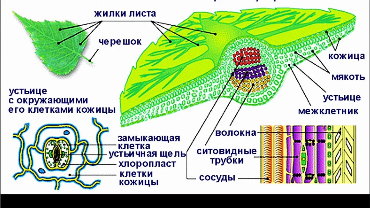 Слой клеток листа. Внешнее и клеточное строение листа. Внутренне строение листа 5 класс биология. Строение листа биология 6 класс внутри. Биология 6 клеточное строение листа.