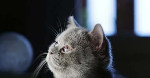 Кот бублик
