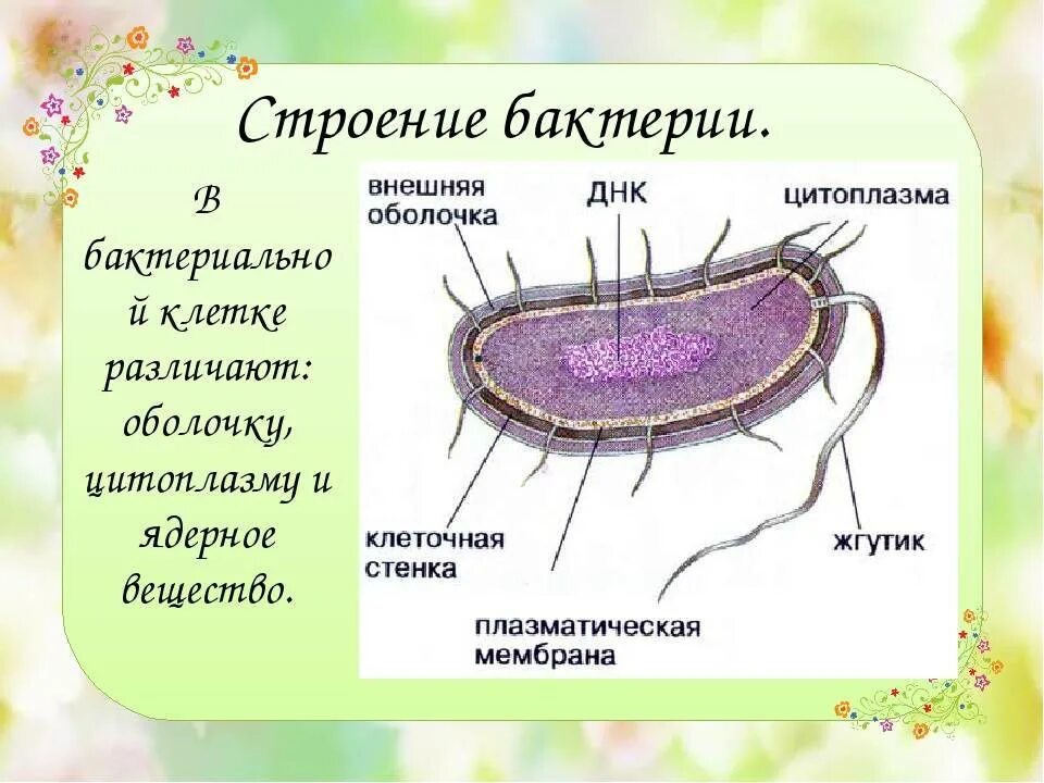 Клетка бактерии имеет днк. Строение цитоплазмы бактерий. Строение цитоплазмы бактериальной клетки. Строение оболочки клетки бактерий. У бактерий есть клеточная оболочка.