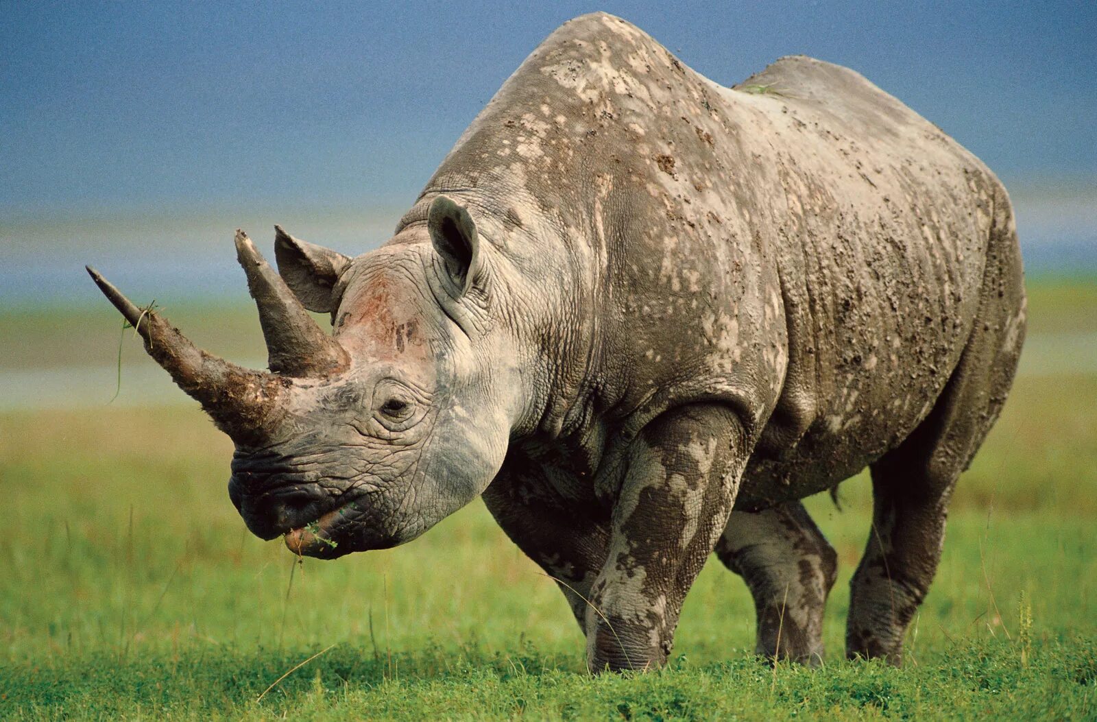 Двурогий носорог. Пятнистый носорог. Огромные животные. Носорог большой.