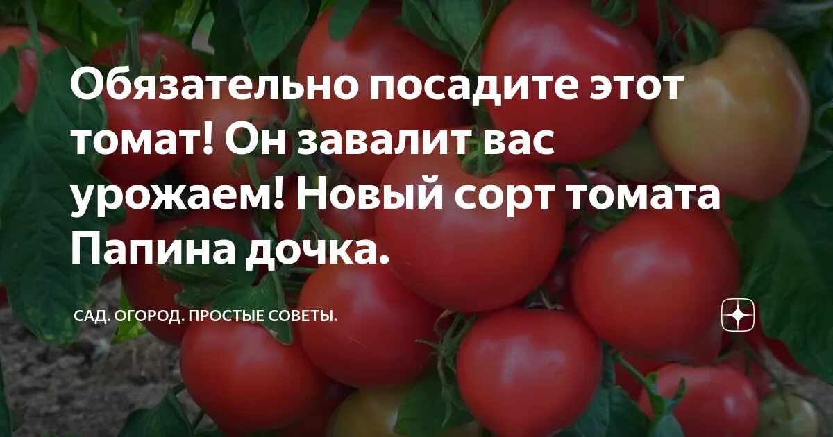 Томаты сорт папина дочка. Томат папина дочка f1. томат папина дочка характеристика. сорт помидор папина дочка. томат папина дочка урожайность.