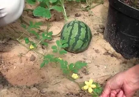 Когда сажать арбузы и дыни на рассаду