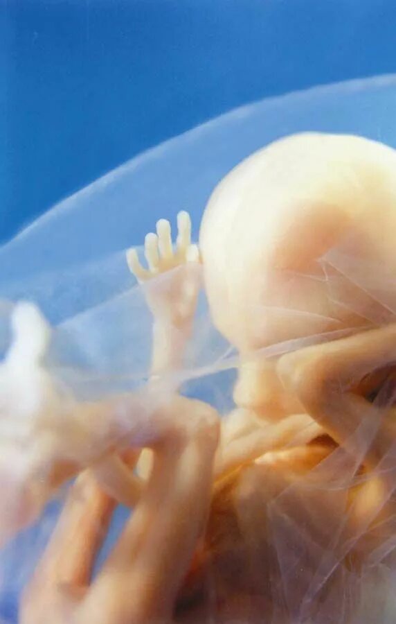 9 mois de grossesse dans une merveilleuse vidéo de 4 minutes 9 meses embarazo, B