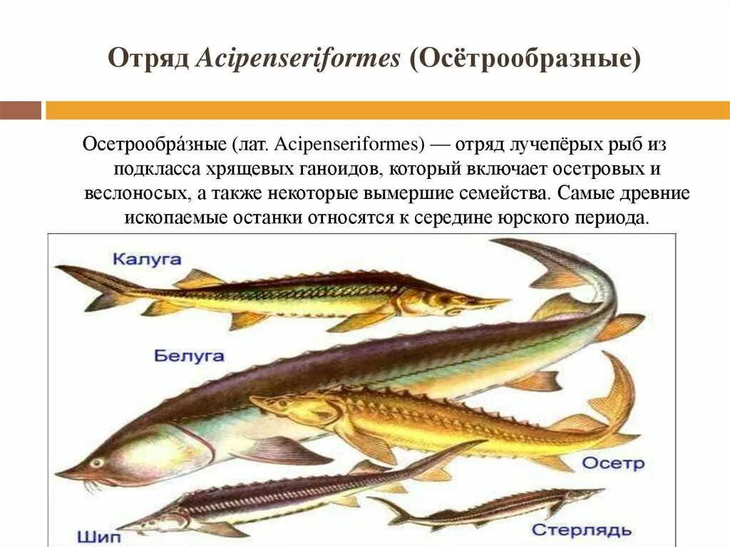 Отряд лучеперые рыбы. Класс костные рыбы отряд Осетрообразные. Отряд Осетрообразные внешнее строение. Биология 7 класс отряд Осетрообразные. Какие рыбы относятся к классу костные