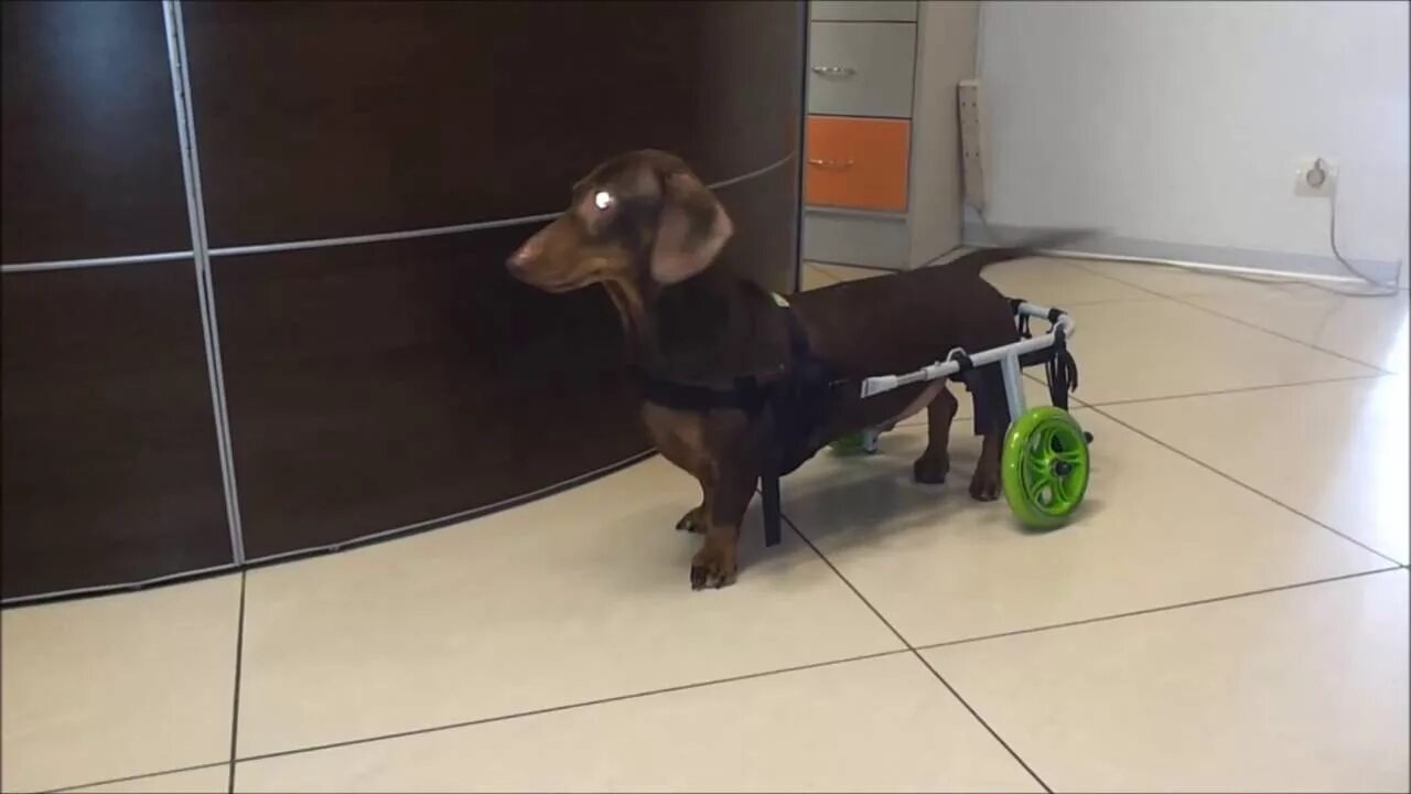 Энимал мобайл инвалидные коляски для собак. Инвалидная коляска для таксы. Коляска для собак такса инвалидов. Собака с инвалидной коляской такса.