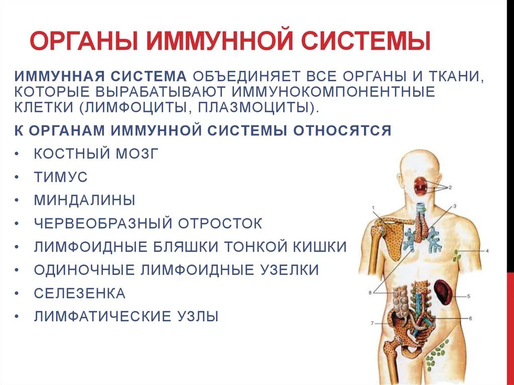 В организме иммунную функцию выполняют