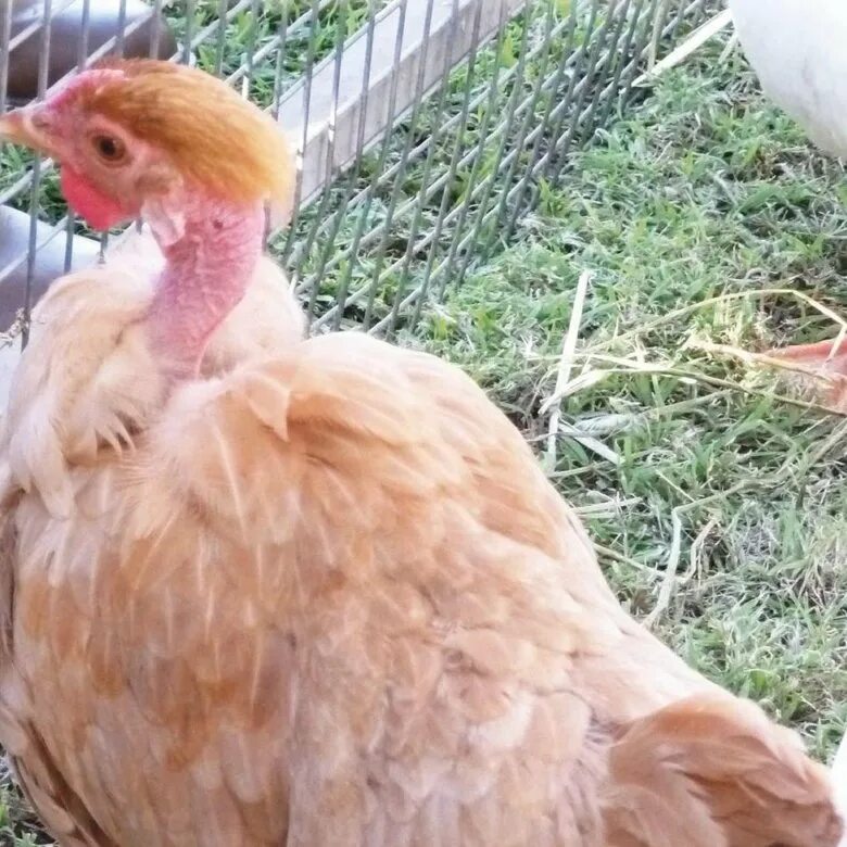 голошейки сассо. голошейка бройлерная. порода голошейка бройлерная. куры с голошейные порода. голошейка курица характеристика отзывы.