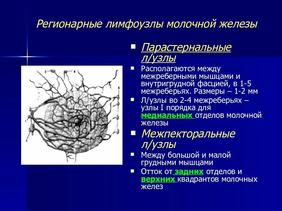 Лимфоузлы молочных желез норма