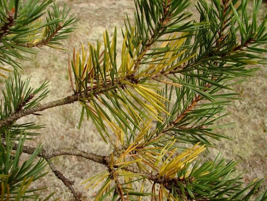 Влияние на хвойные. Шютте хвои пихты. Лиственницы, сосны (Pinus Sylvestris). Шютте лиственницы. Шютте Pinus Sylvestris.