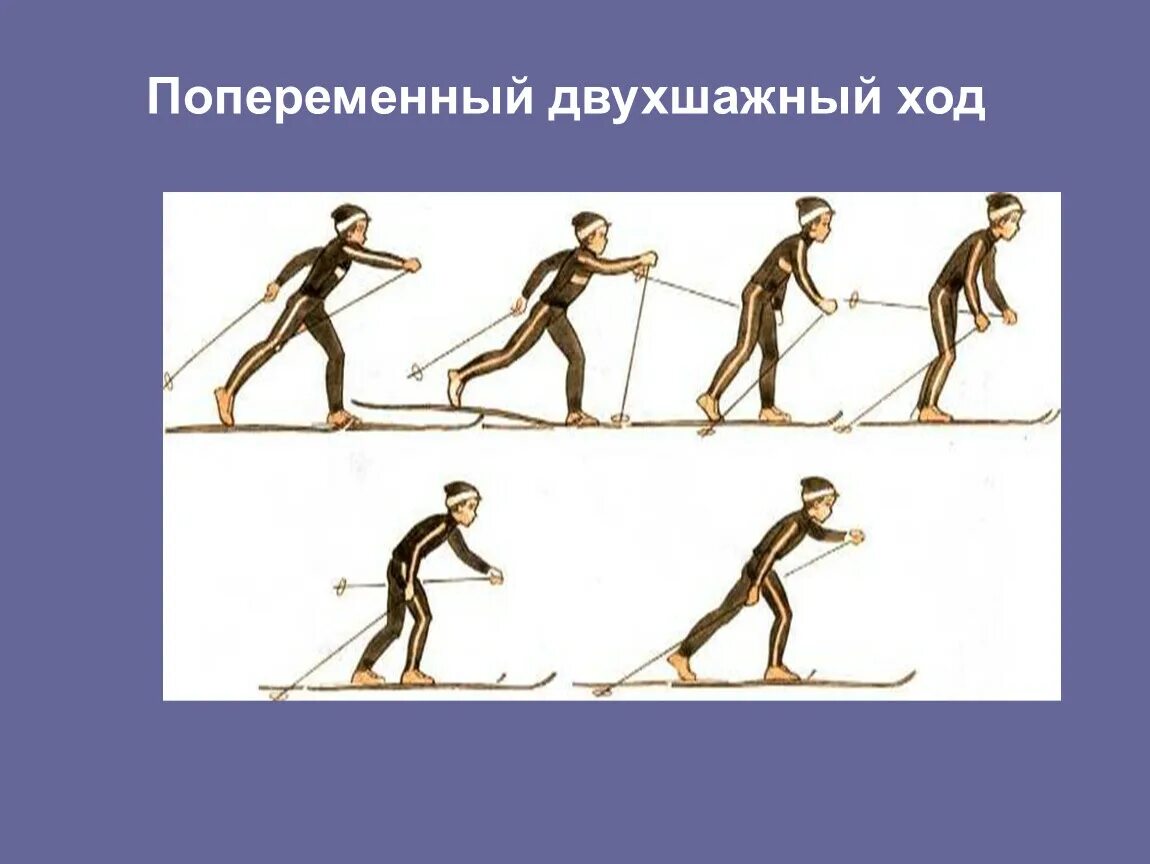 Попеременный двухшажный ход на лыжах состоит из. Попеременный двухшажный коньковый ход. Попеременный двухшажный ход на лыжах. Попеременный ход на лыжах. Попеременно двух шажный ход.