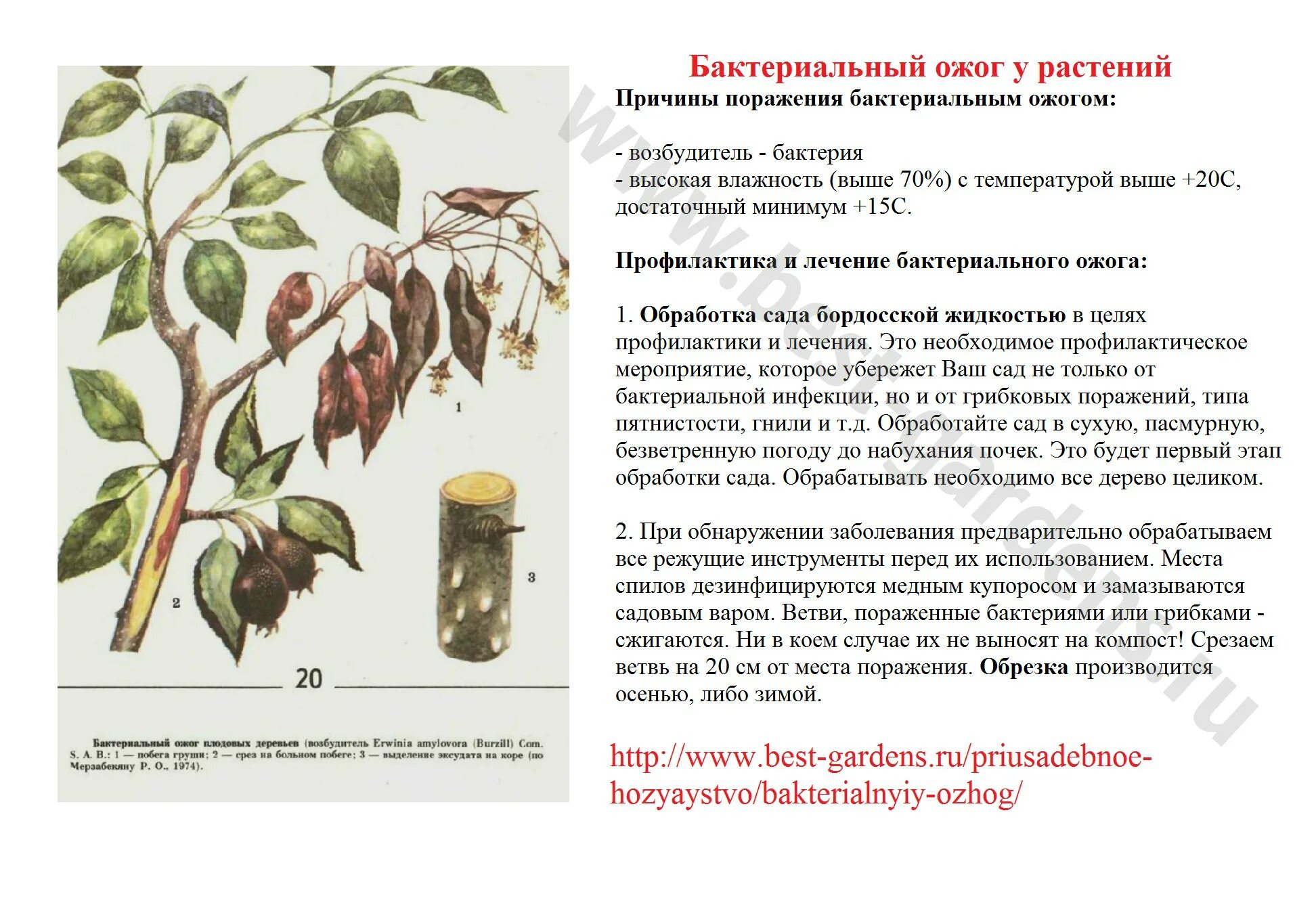 Fireblight shown during mid season (photo from extension.usu.edu) Plant diseases