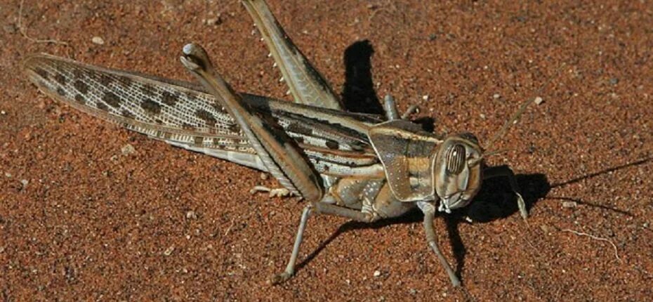 Саранча шистоцерка. Акриды в пустыне. Пустынные кузнечики. Калахари бронированный кузнечик. Пустынный кузнечик.