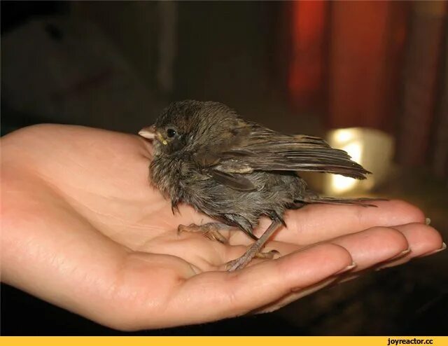 Как выглядят дети воробьев Baby Birds City Wildlife