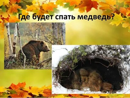 Лес готовится к зиме ответы