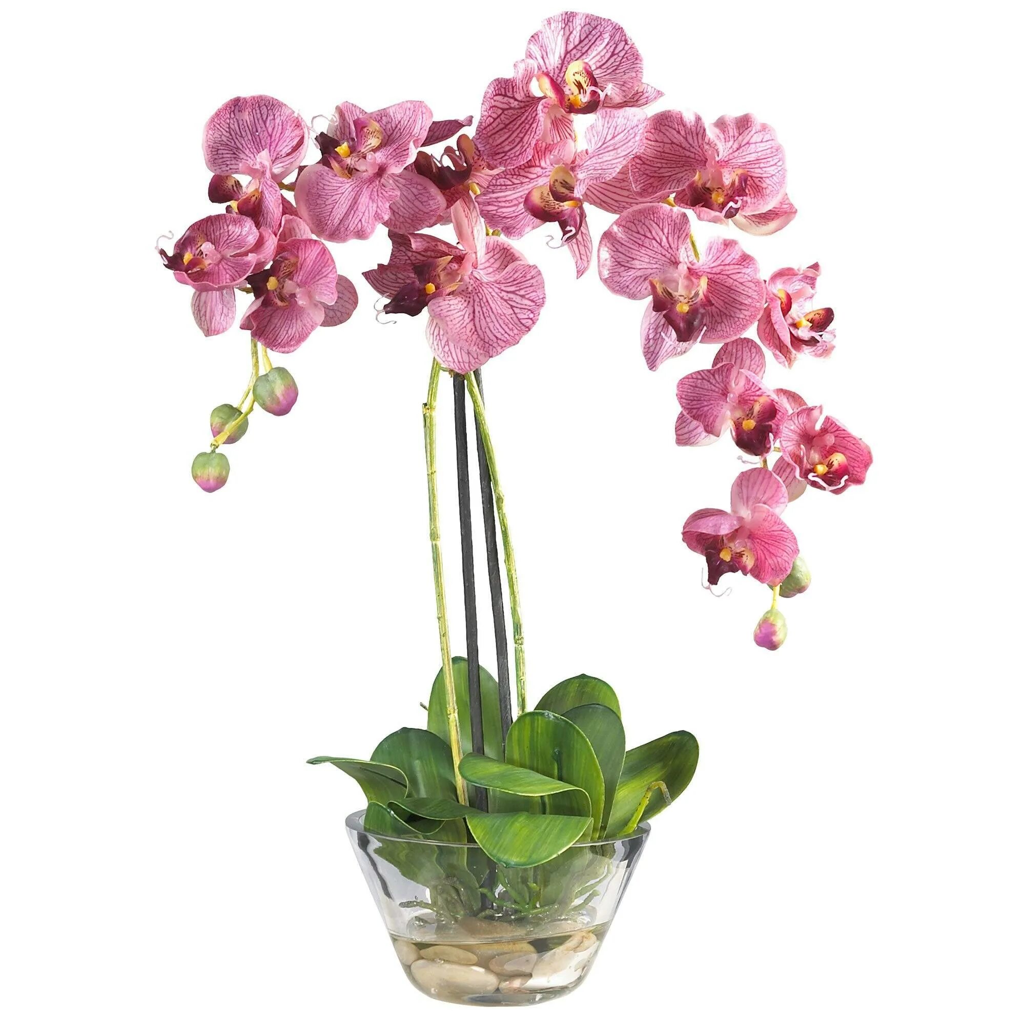 Купить орхидею в горшке в интернете. Орхидея фаленопсис. Орхидея Мальва фаленопсис. Фаленопсис Калипсо. Фаленопсис Mirach.