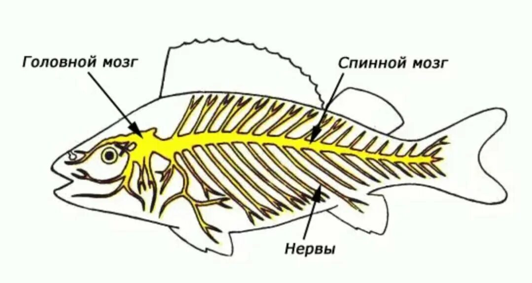 Мозг хрящевых рыб. Нервная система костных рыб. Нервная система рыб речного окуня. Строение нервной системы окуня. Нервная система речного окуня.
