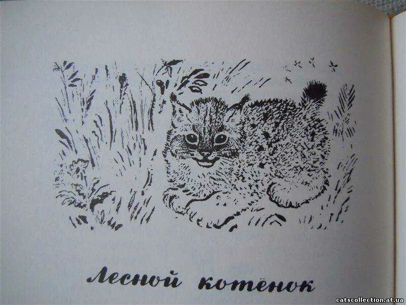 Чарушин тюпа и томка. Чарушин котята. Чарушин кошка маруська. Чарушин котята. Е чарушин тюпа.