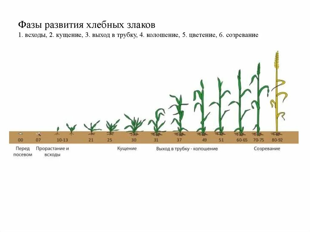 Развитие ячменя. Этапы вегетации озимой пшеницы. Стадии роста озимой пшеницы. Фазы развития овса. Фазы онтогенеза озимой пшеницы.