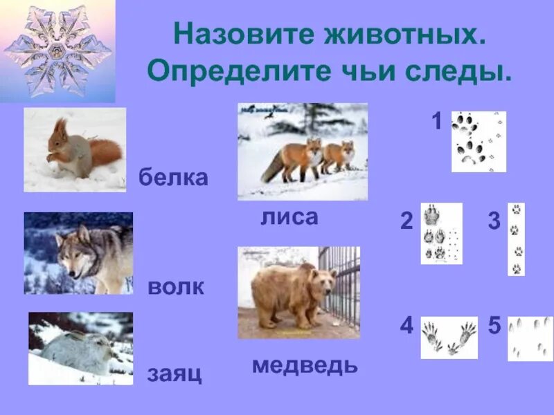 Белки волки 2. Следы животных в зимнем лесу. Чьи следы Дикие животные. Зимующие животные для детей. Чей след животные зимой.