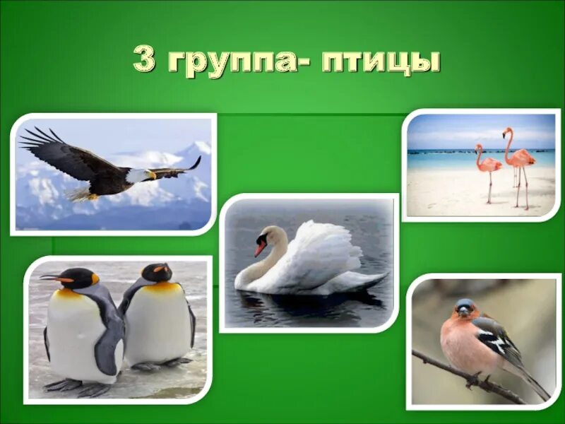 Группы птиц. Группа животных птицы. Какие группы птиц. Группы птиц 3 класс.