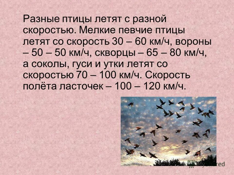 Летели утки одна впереди. Летела стая уток одна впереди две. Скорость перелета птиц. Цитаты про уток. Летели утки одна впереди и две позади одна позади и две.