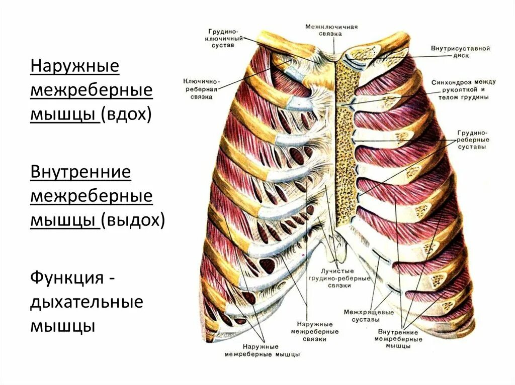 Между 6 и 7 ребром. Наружные и внутренние межреберные мышцы. Наружные межреберные мышцы анатомия. Наружная межреберная мембрана анатомия. Грулинореьерные сусиавы.