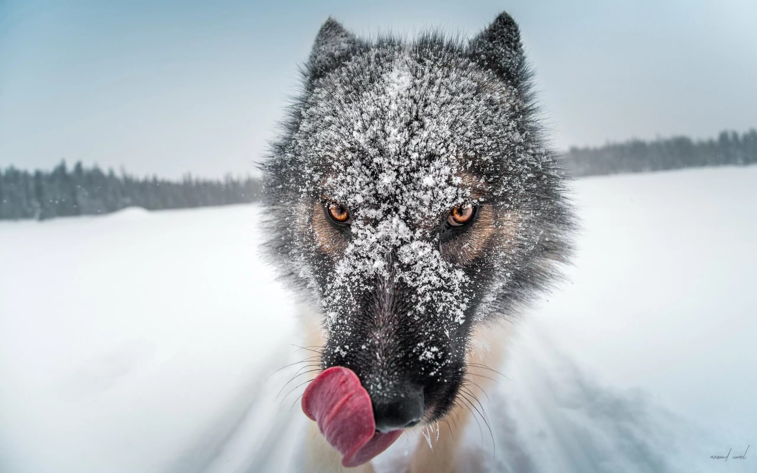Арктический волкособ. Зимний волк. Морда волка. Волк в снегу. Почему в холодную погоду многие животные