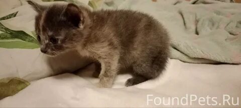 Котята 3 месяца форум