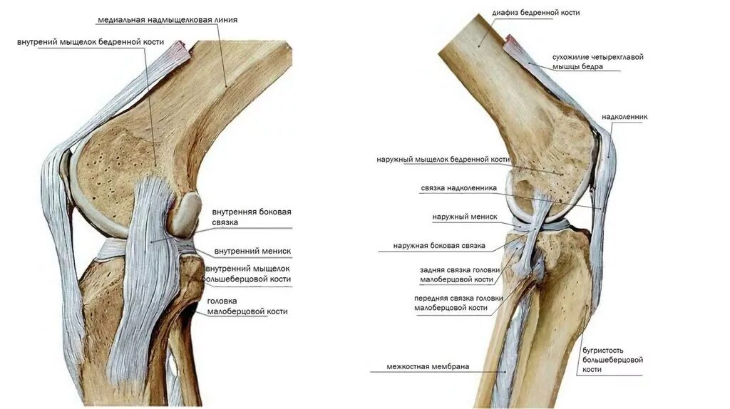 Хондромаляция медиальных мыщелков бедренной кости. Мыщелок коленного сустава. Связки надколенника анатомия. Берцовая кость в коленном суставе. Коленный сустав анатомия связки надколенника.