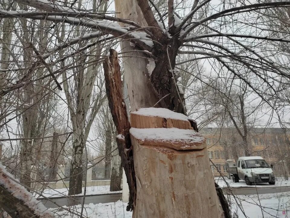 Спилили дерево с террористом. Вырубленные деревья в черте города. Спиленные деревья в городе. Вырубка деревьев в городе. Вырубка огромных деревьев.