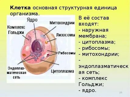Строение организма человека строение клетки тканей