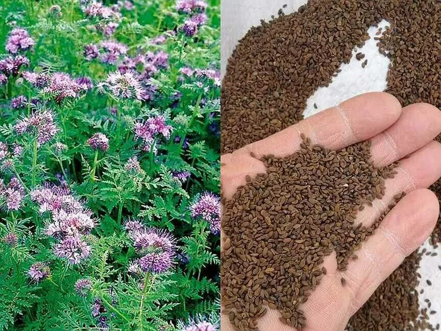 Как посеять фацелию весной