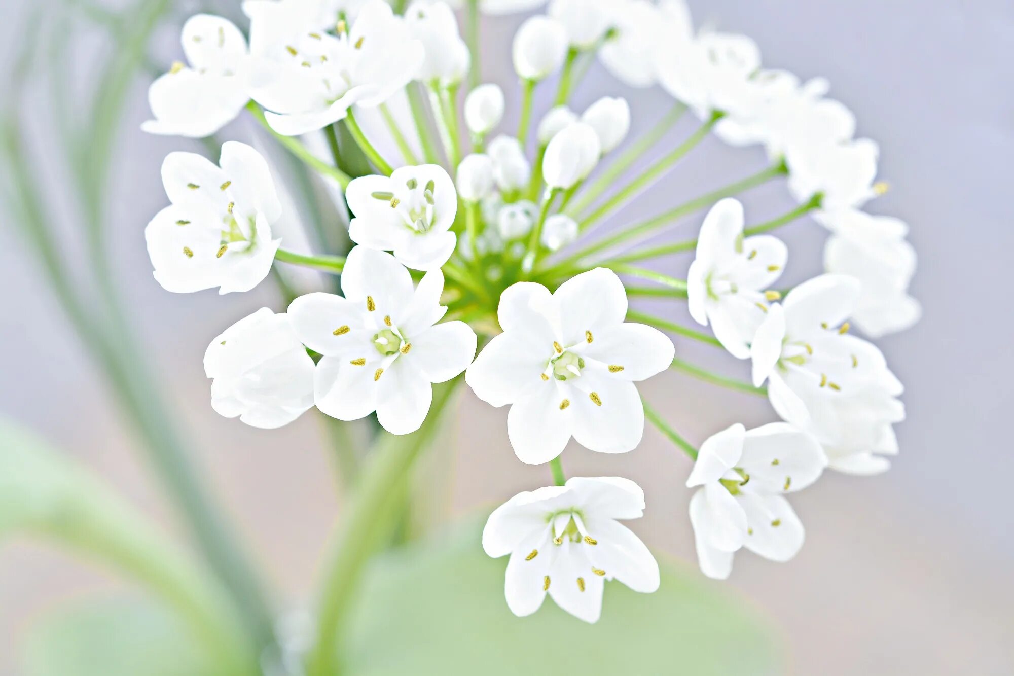 Белые цветы музыка. Белые цветы. Мелкие цветы. Маленькие цветочки. Мелкие белые цветы.