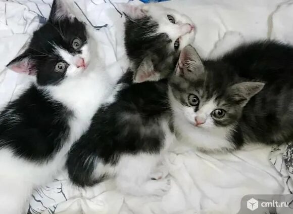 Котята в добрые руки в энгельсе. Трехцветный котенок. котята от трехцветной кошки. отдам трехцветных котят. новорождённые котята у трёхцветной кошки.
