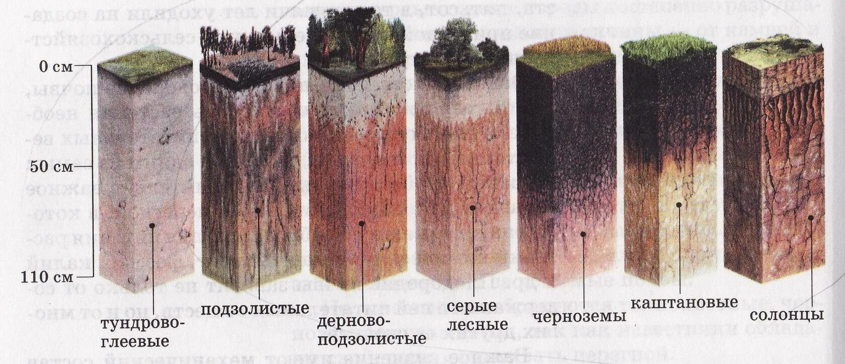 В каком районе наиболее плодородные почвы. Дерново-подзолистая, серая Лесная, чернозем почвенные горизонты. Подзолистая почва профиль почвы. Пахотные дерново-подзолистые почвы профиль. Почвенный профиль подзолистых почв.