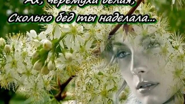 Белой белой черемухи цвет обрывает бессовестно