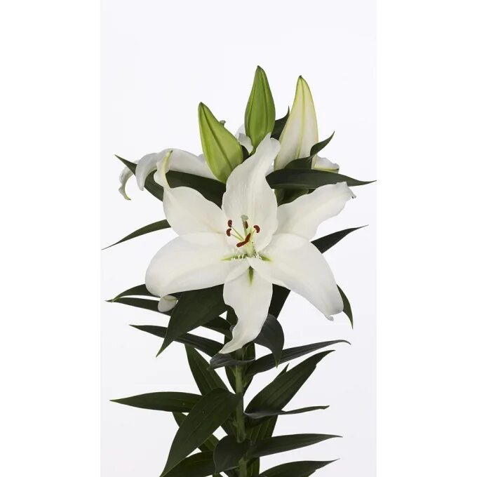 лилия сантандер. лилия ор сантандер белая. лилейник пикчер ин пикчер. лилия срез. лилия азиатская микс d14.