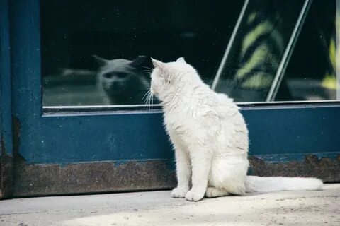 Кошка грустная песня