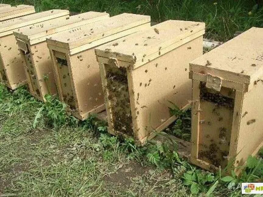 Пчелосемьи купить тамбовской области. Пчелопакеты,пчелосемьи Карника. Пчелопакеты Карника. Пчелопакеты на 2023 год. Пчелопакеты рут порода Карника.