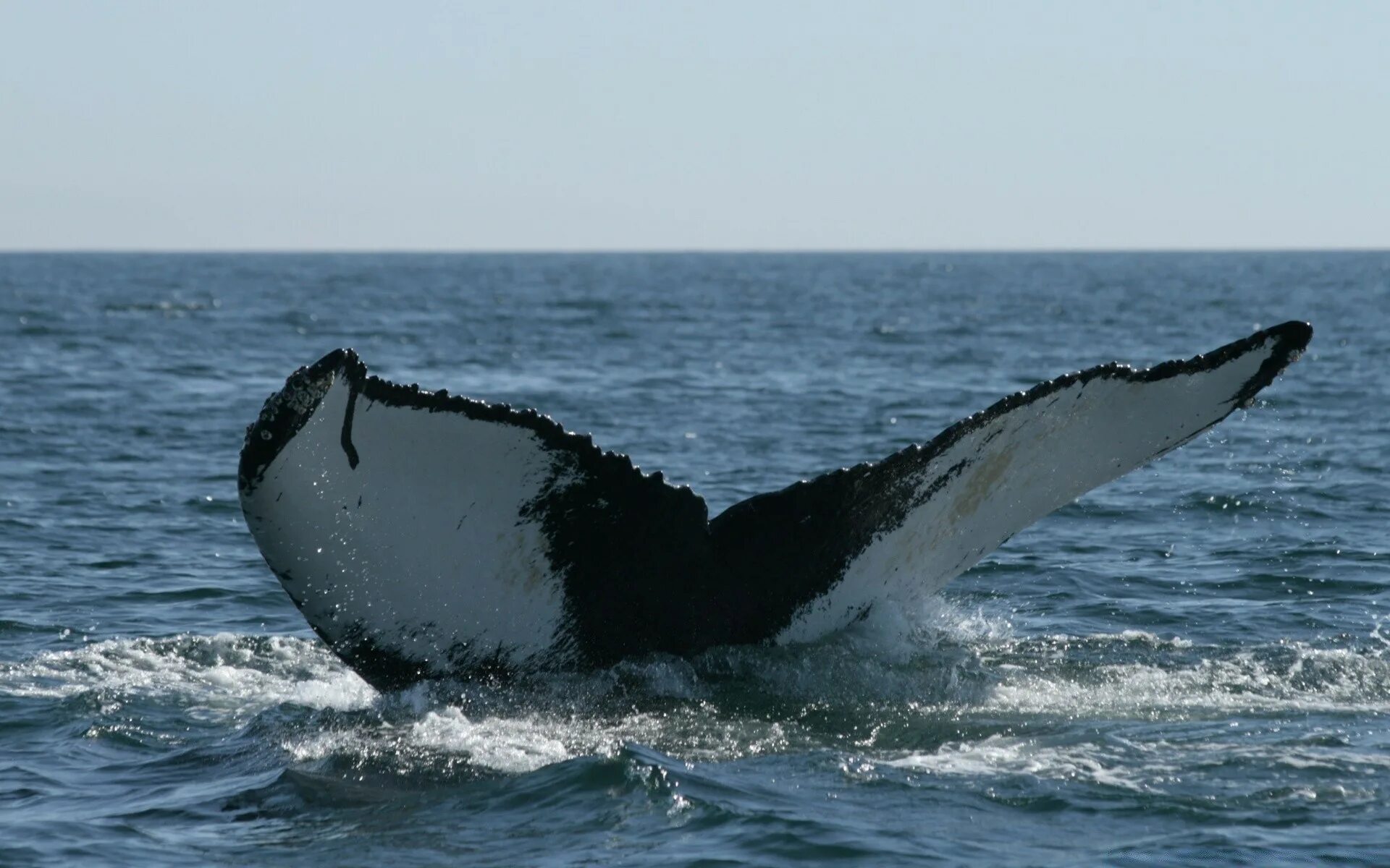 Карибское море животный мир киты. Кит фото. Серый кит хвост. Обои на рабочий стол кит. Кит обои на телефон