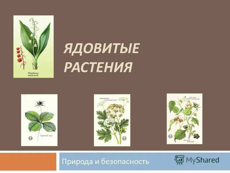 безопасность ядовитые растения. осторожно ядовитые грибы памятка для детей. осторожно ядовитые ягоды. памятка признаки ядовитых растений. безопасность ядовитые растения.
