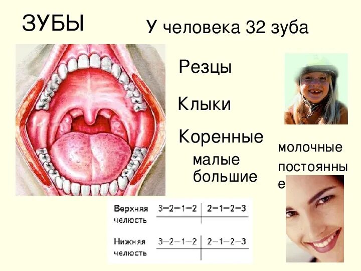 Вещество ротовой полости. Пищеварение в ротовой полости. Пищеварение в ротовой полости презентация. Пищеварение в ротовой полости 8 класс. Ротовая полость человека 8 класс.