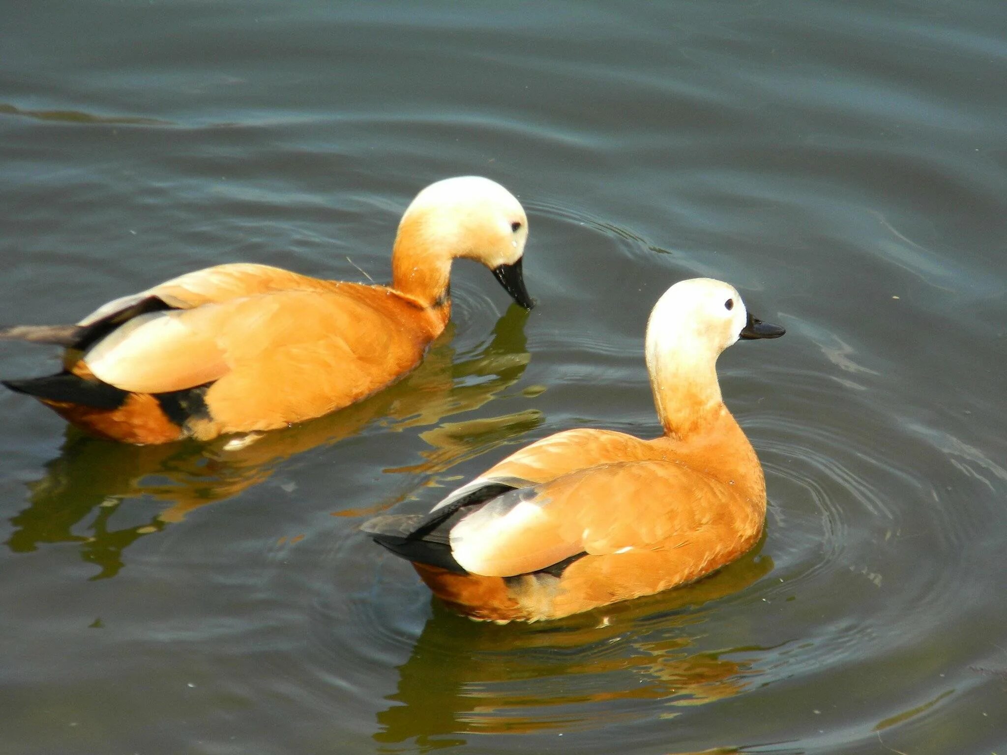 Good duck. Дикие утки Огарь. Красная утка Огарь. Дикая утка Огарь. Огарь селезень.